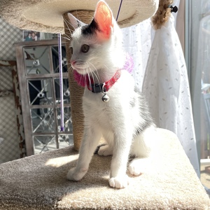 Fundraising Page: Lori DiGioia